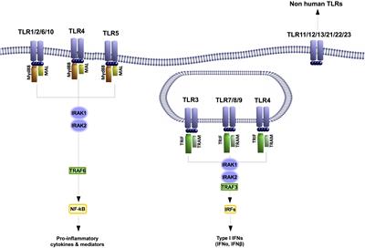 Role of Toll-Like Receptor 4 on Osteoblast Metabolism and Function